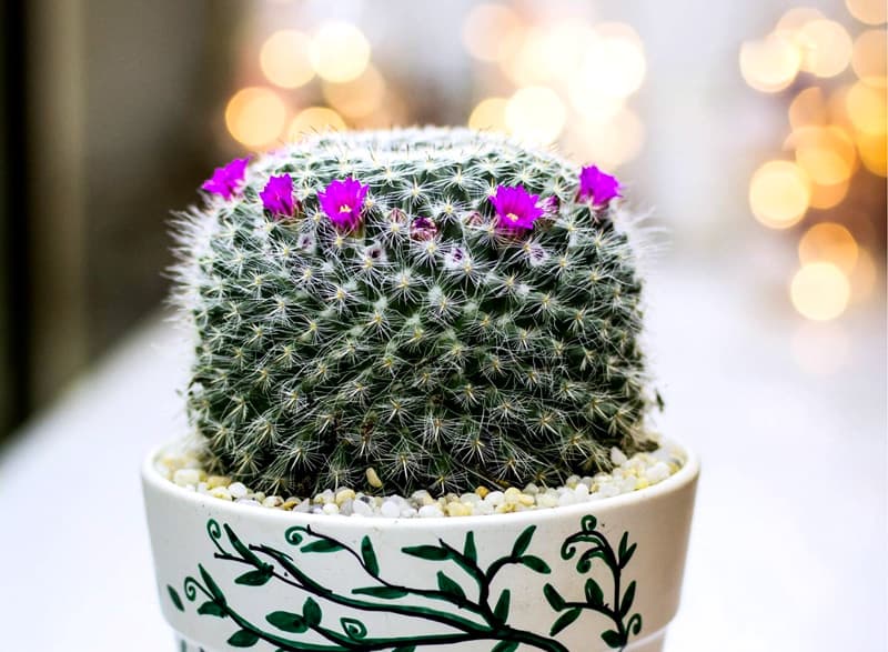 Cây Xương Rồng Sinh Nhật - Giá từ 69K | Vườn Cây Xinh