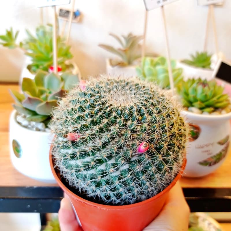 Cây Xương Rồng Bánh Sinh Nhật - Giá từ 69K | Vườn Cây Xinh