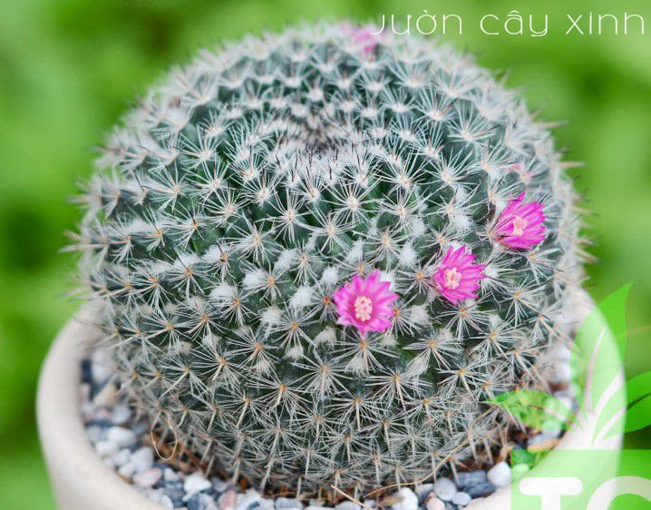 Cây Xương Rồng Bánh Sinh Nhật - Giá từ 69K | Vườn Cây Xinh