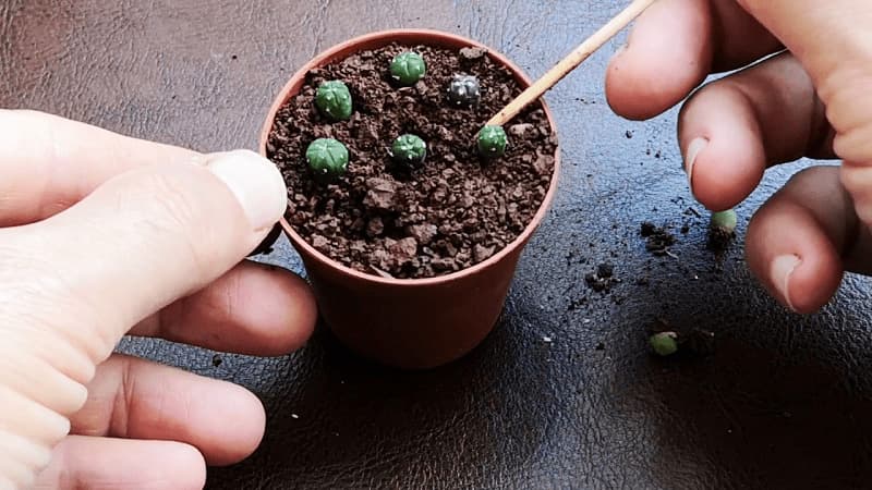 Cây Xương Rồng Bánh Sinh Nhật - Giá từ 69K | Vườn Cây Xinh