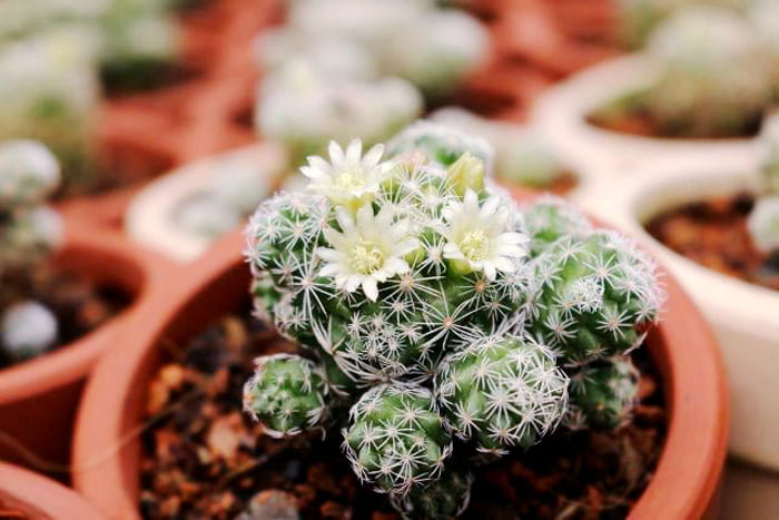 Xương rồng trứng chim - Xương rồng Trứng Cút mini) | Xương rồng tuyết