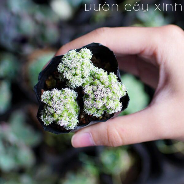 Xương rồng trứng chim - Xương rồng Trứng Cút mini) | Xương rồng tuyết