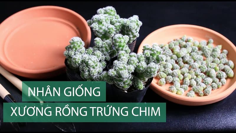 Xương rồng trứng chim - Xương rồng Trứng Cút mini) | Xương rồng tuyết