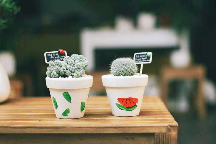 Xương rồng trứng chim - Xương rồng Trứng Cút mini) | Xương rồng tuyết