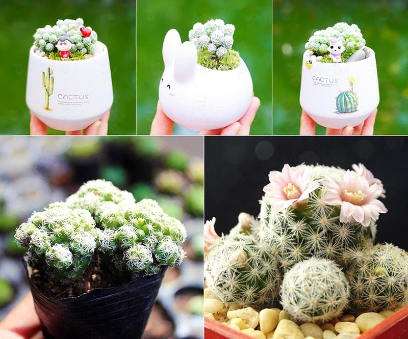 Xương rồng trứng chim - Xương rồng Trứng Cút mini) | Xương rồng tuyết