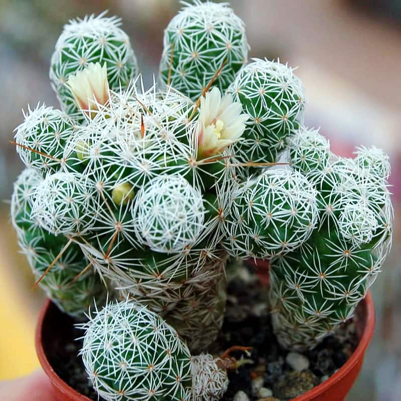 Xương rồng trứng chim - Xương rồng Trứng Cút mini) | Xương rồng tuyết