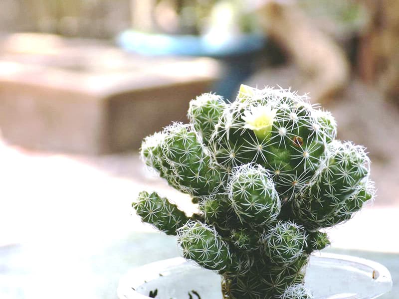 Xương rồng trứng chim - Xương rồng Trứng Cút mini) | Xương rồng tuyết