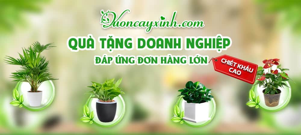Shop Cây Phong Thủy - Cây Trong Nhà Giá Rẻ | Vườn Cây Xinh