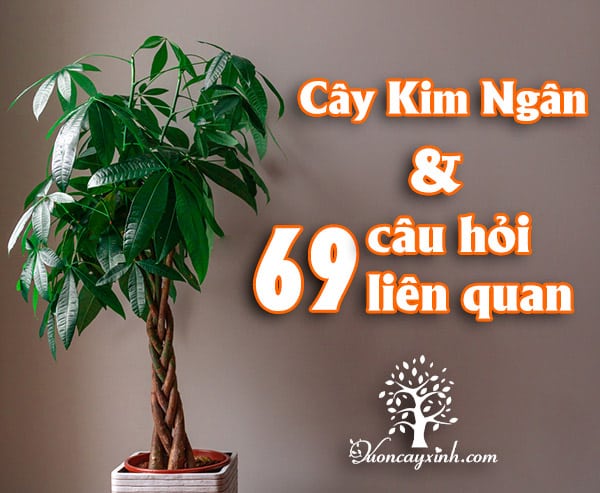 Cây kim ngân: Ý nghĩa, tác dụng & cách chăm | Vườn Cây Xinh