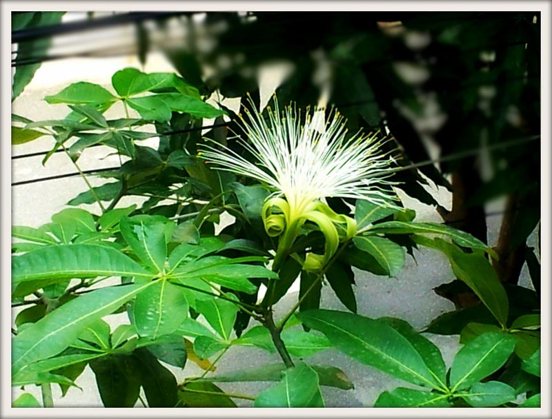 Cây kim ngân có hoa không?