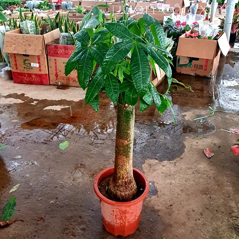 Cây kim ngân gốc to ( Kim ngân củ size lớn) | Vườn Cây Xinh