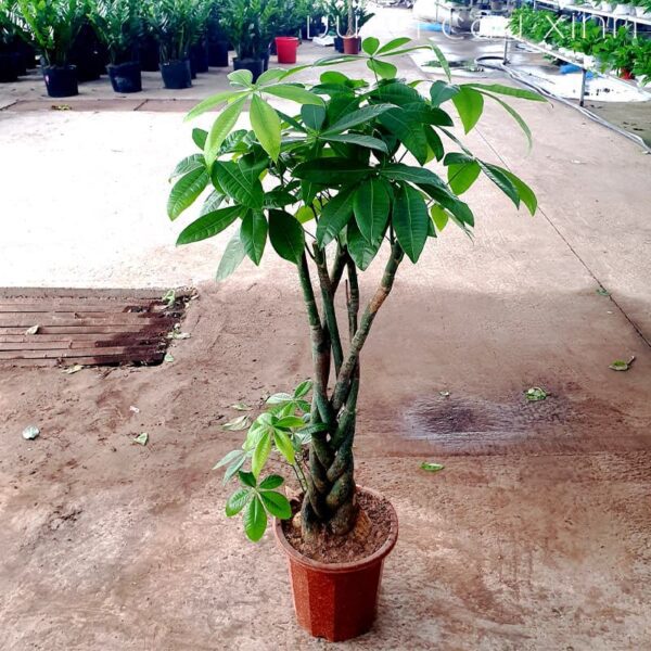 Cây kim ngân xoắn (Kim ngân thắt bím) | Vườn Cây Xinh