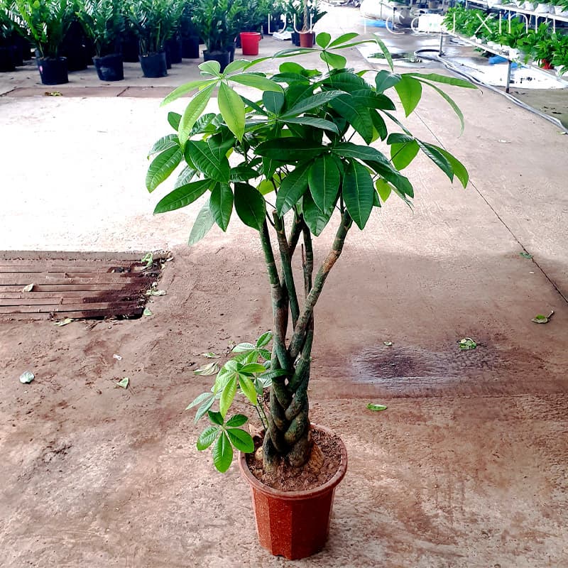 kim-ngan-xoan-1 Cây kim ngân xoắn (Kim ngân thắt bím) | Vườn Cây Xinh