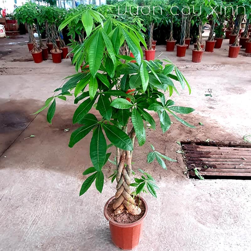 kim-ngan-xoan-2 Cây kim ngân xoắn (Kim ngân thắt bím) | Vườn Cây Xinh