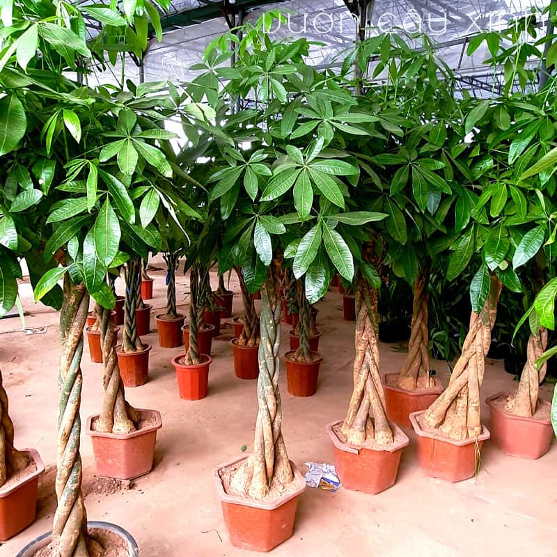 kim-ngan-xoan-3 Cây kim ngân xoắn (Kim ngân thắt bím) | Vườn Cây Xinh