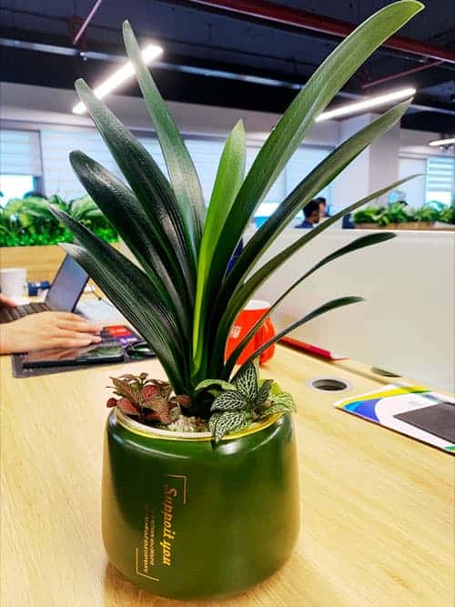 Cây lan quân tử để bàn | Feedback anh Lâm