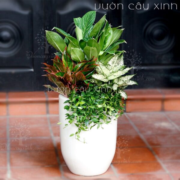 Cây bạch mã hoàng tử - Cây bạch mã để phòng | Cây nội thất