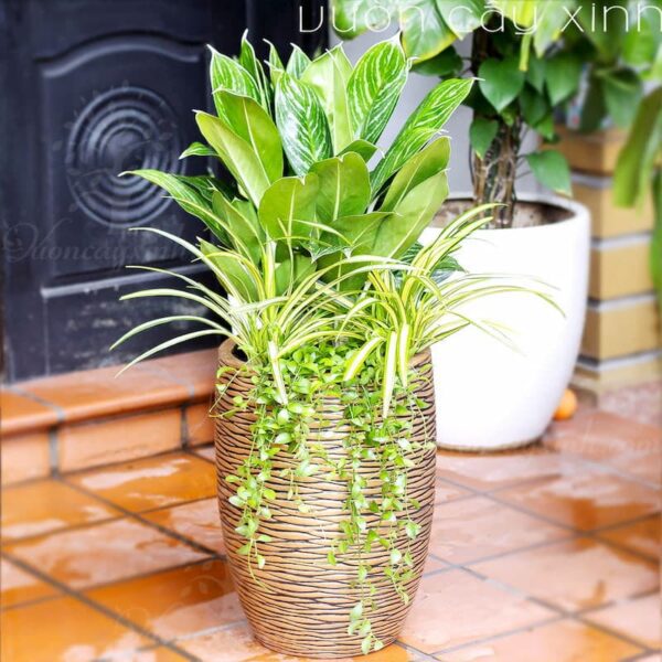 Chậu cây bạch mã hoàng tử to | Cây tặng khai trương