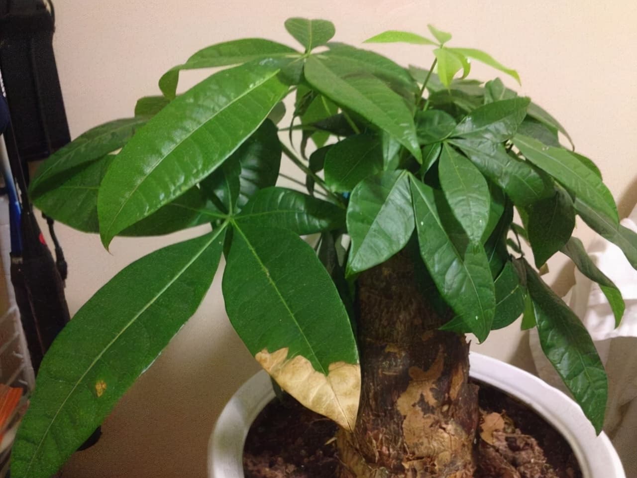 Cây kim ngân bị héo đầu lá: Cách cứu & chăm sóc | Vườn Cây Xinh