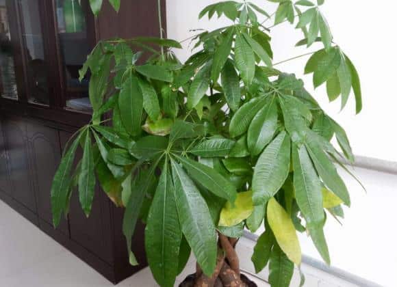 Cây kim ngân bị rụng lá: Cách cứu & chăm sóc | Vườn Cây Xinh