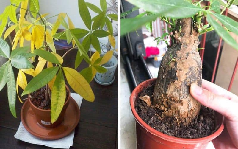 Cây kim ngân bị thối thân: Cách cứu & chăm sóc | Vườn Cây Xinh