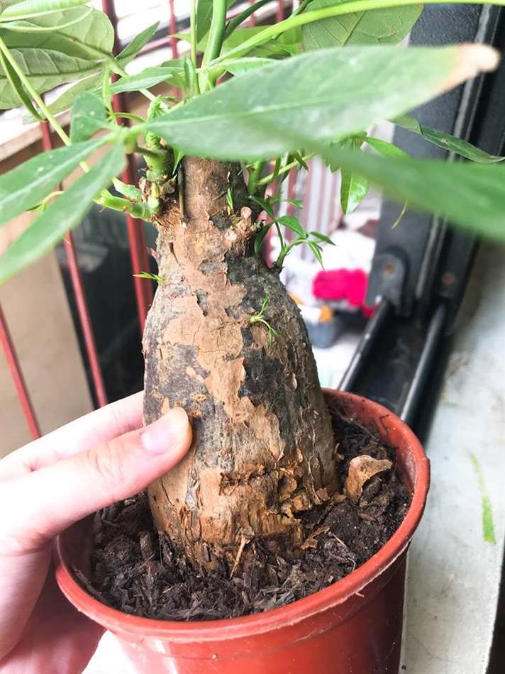 Cây kim ngân bị thối thân: Cách cứu & chăm sóc | Vườn Cây Xinh