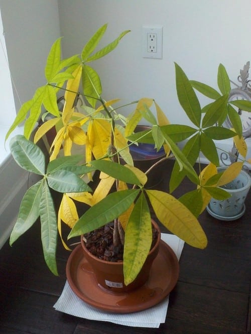 Cây kim ngân bị vàng lá: Cách cứu & chăm sóc | Vườn Cây Xinh