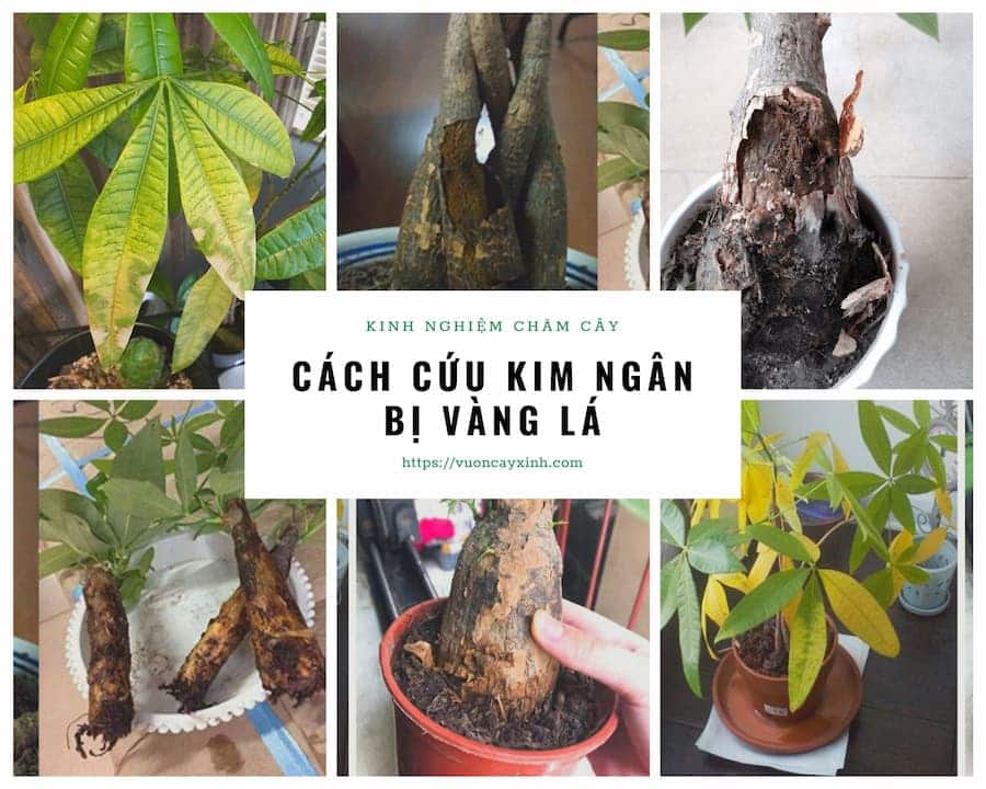 Cây kim ngân bị vàng lá: Cách cứu & chăm sóc | Vườn Cây Xinh