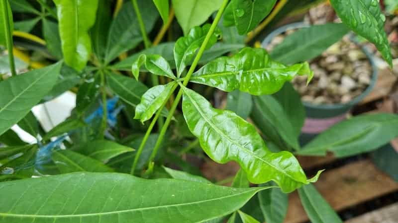 Cây kim ngân bị xoăn lá: Cách cứu & chăm sóc | Vườn Cây Xinh