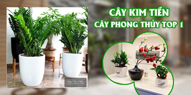 Cây kim tiền: Ý nghĩa, tác dụng, cách chăm | Vườn Cây Xinh