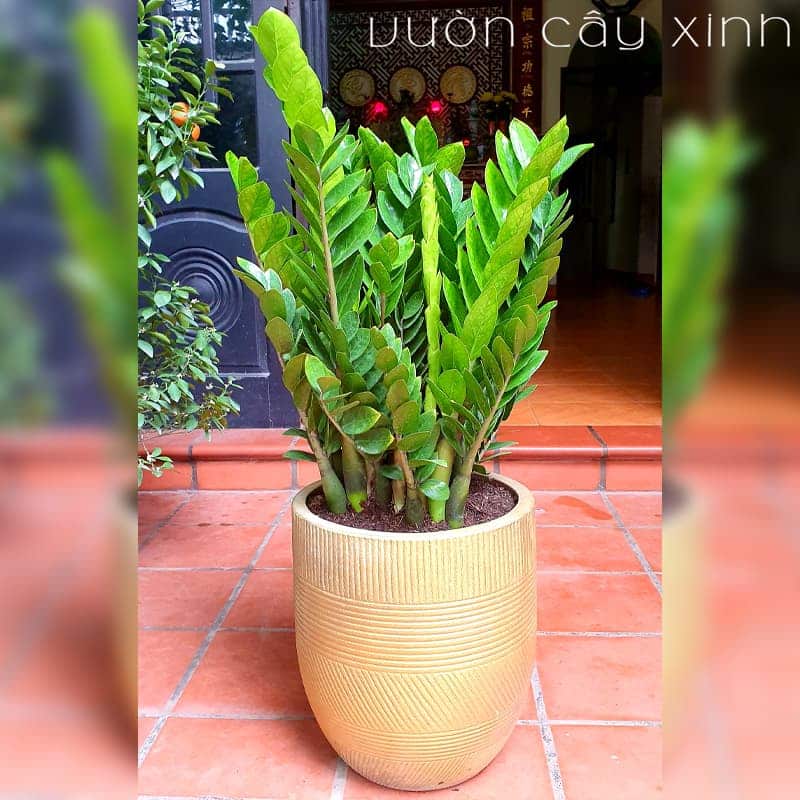 Chậu cây kim tiền to để phòng - Cây nội thất | Vườn Cây Xinh