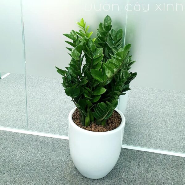 Chậu cây kim tiền to để phòng - Cây nội thất | Vườn Cây Xinh