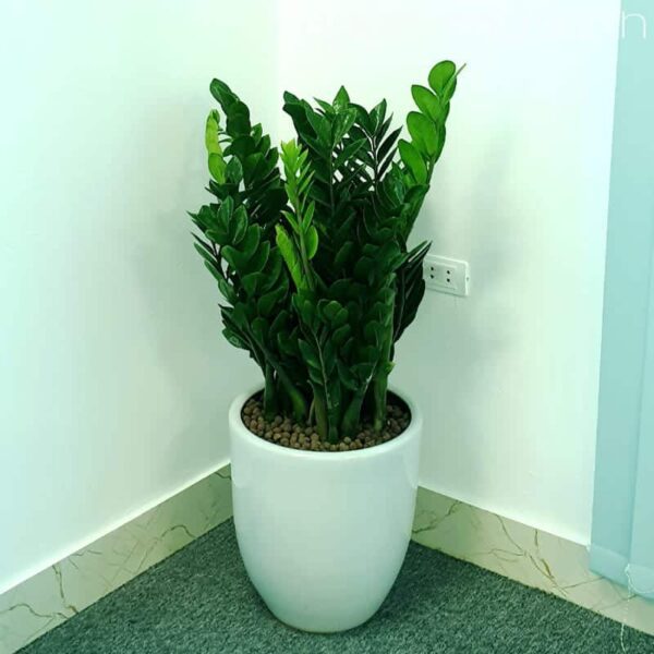 Chậu cây kim tiền to để phòng - Cây nội thất | Vườn Cây Xinh