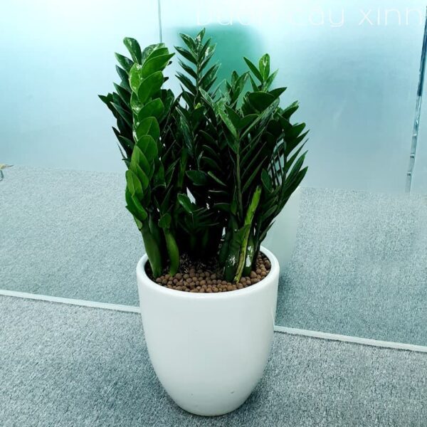 Chậu cây kim tiền to để phòng - Cây nội thất | Vườn Cây Xinh