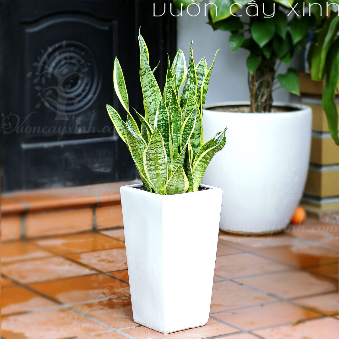 cay-luoi-ho-to-web1 Chậu cây lưỡi hổ to để trong nhà