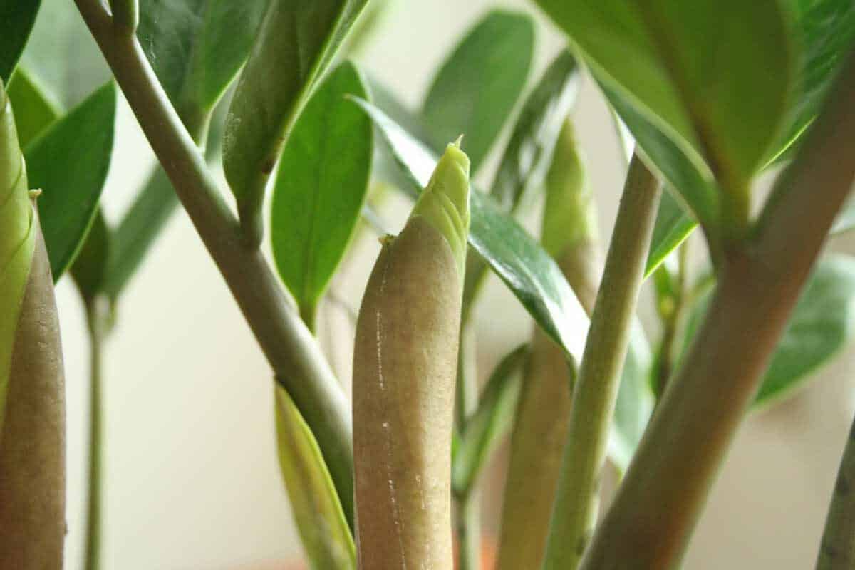 Cây kim tiền: Ý nghĩa, tác dụng, cách chăm | Vườn Cây Xinh