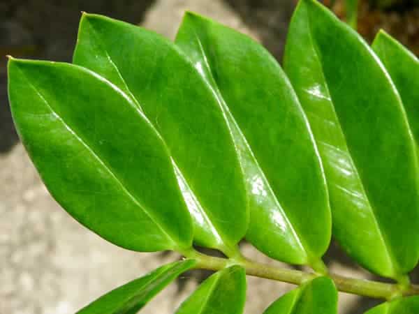 Lá Cây kim tiền: Ý nghĩa, tác dụng, cách chăm | Vườn Cây Xinh