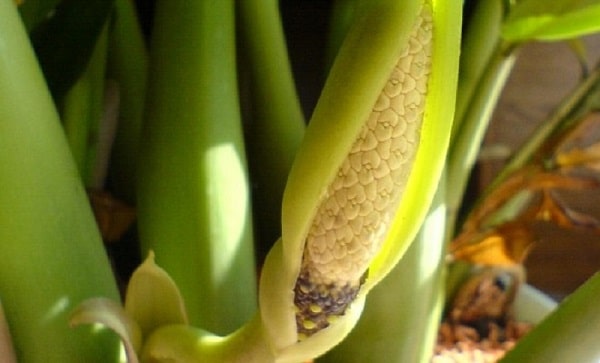 Cây kim tiền có nở hoa không | Vườn Cây Xinh