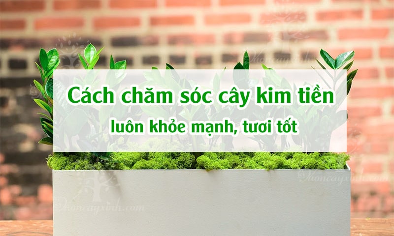 9 cách chăm sóc cây kim tiền luôn khỏe mạnh, tươi tốt