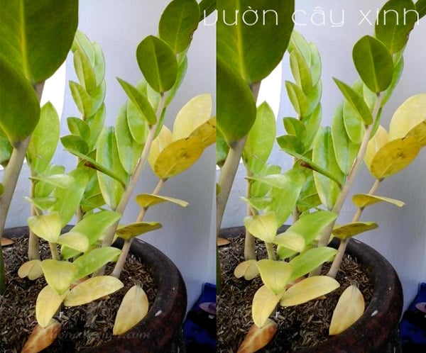 7 cách "cứu" cây kim tiền bị vàng lá | Bắt bệnh cây kim tiền