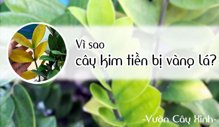 7 cách "cứu" cây kim tiền bị vàng lá | Bắt bệnh cây kim tiền