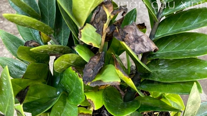 7 cách "cứu" cây kim tiền bị vàng lá | Bắt bệnh cây kim tiền