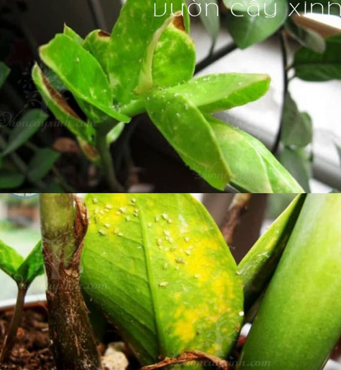 7 cách "cứu" cây kim tiền bị vàng lá | Bắt bệnh cây kim tiền