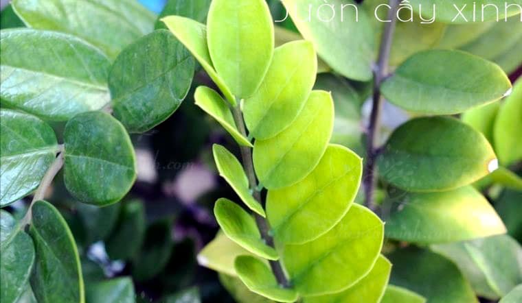 7 cách "cứu" cây kim tiền bị vàng lá | Bắt bệnh cây kim tiền