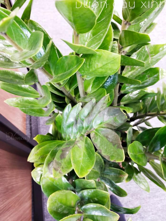 7 cách "cứu" cây kim tiền bị vàng lá | Bắt bệnh cây kim tiền