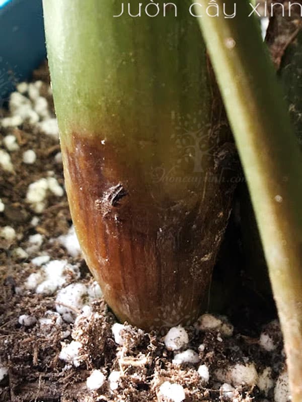 7 cách "cứu" cây kim tiền bị vàng lá | Bắt bệnh cây kim tiền