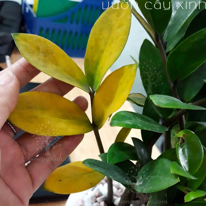 7 cách "cứu" cây kim tiền bị vàng lá | Bắt bệnh cây kim tiền