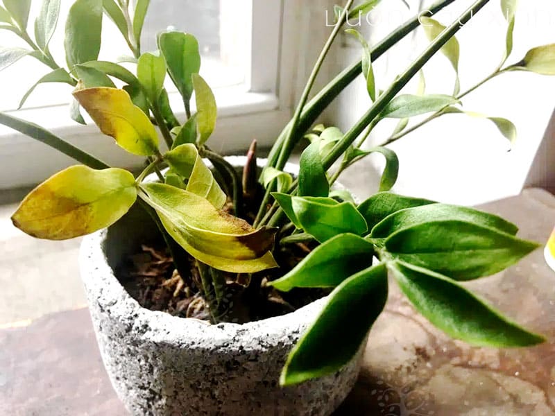 7 cách "cứu" cây kim tiền bị vàng lá | Bắt bệnh cây kim tiền