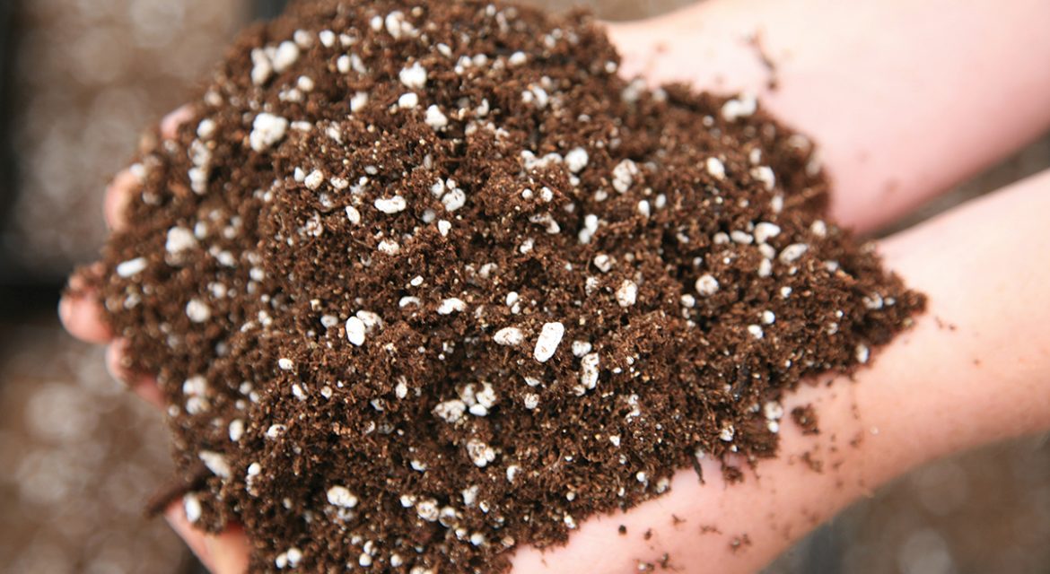 Đất trồng cây kim tiền - Cách chăm sóc cây kim tiền