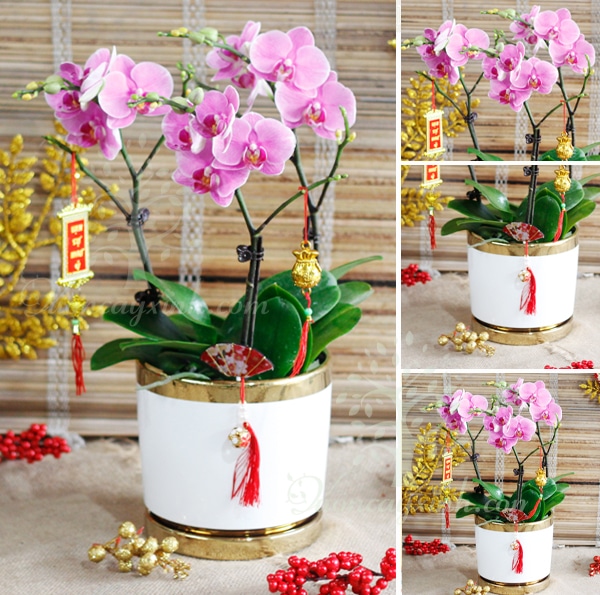 Chậu lan Hồ Điệp đẹp - Hoa lan Hồ Điệp chơi Tết | Cây để bàn
